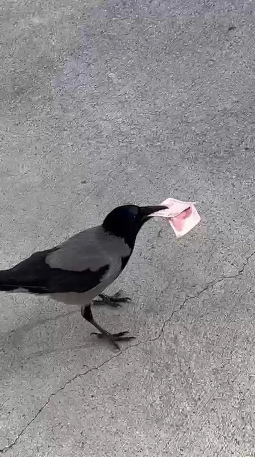 Poğaçayla besliyordu: Kargaya 10 TL'sini kaptırdı 3 Poğaçayla besliyordu: Kargaya 10 TL'sini kaptırdı 3