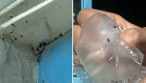 İstanbul'da kene istilası