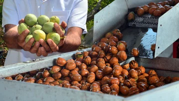 Geçen yıl don vurmuştu, "yeşil altın"da hasat başladı. Sezonda 80 bin TL kazanıyor