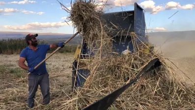 Çıldır Gölü kenarındaki kamışlardan saman üretiyorlar