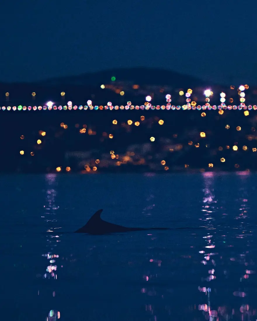 İstanbul Boğazı'nda yunusların dansı 3 İstanbul Boğazı'nda yunusların dansı 3