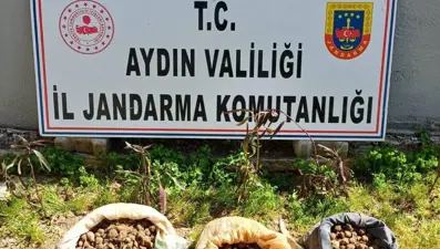 10 kilo salep toplarken yakalandılar