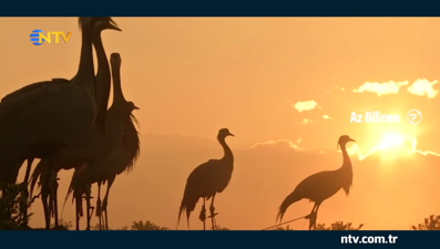 Afganistan’da süren bir gelenek turna avcılığı