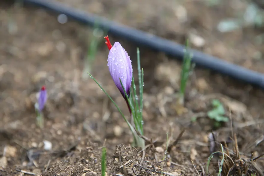1 kilosu 450 bin lira: "Mucize bitki" çiçek açtı 1 kilosu 450 bin lira: "Mucize bitki" çiçek açtı