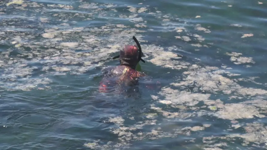 Deniz dibini saran 'Deniz salyası' görüntülendi 7