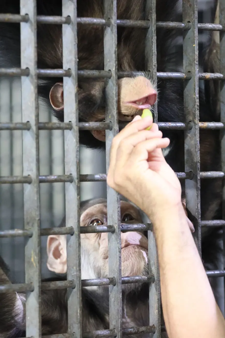 Şempanze Can yeni doğan kardeşi sayesinde annesiyle buluştu 16