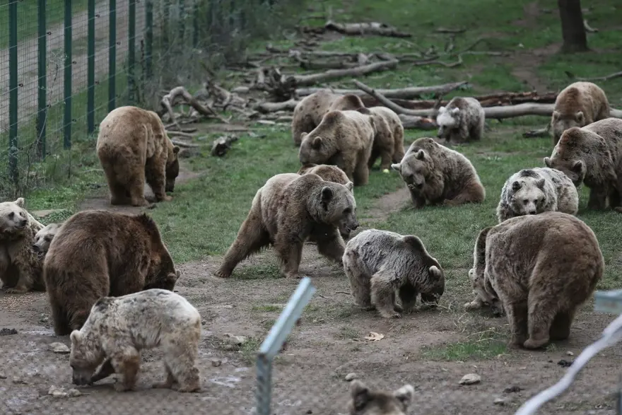 Türkiye'nin tek ayı barınağı Ovakorusu'nun maskotu oldular 33