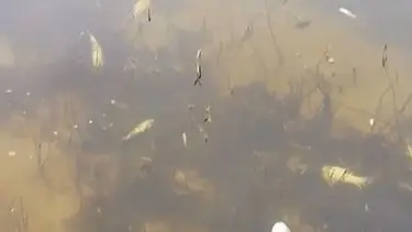 Tekirdağ'da derede toplu balık ölümleri endişelendirdi