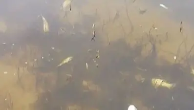 Tekirdağ'da derede toplu balık ölümleri endişelendirdi