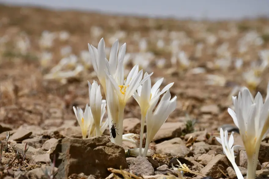 Havalar soğudu, yılın son çiçekleri açtı: Yaylayı terk ediyorlar 4 Havalar soğudu, yılın son çiçekleri açtı: Yaylayı terk ediyorlar 4