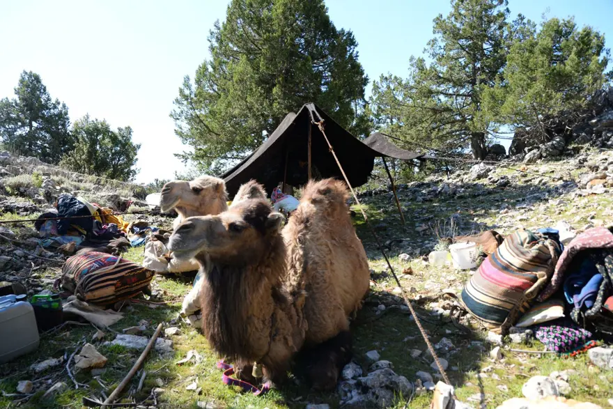 Yörüklerin 20 gün sürecek yaz göçü başladı 6
