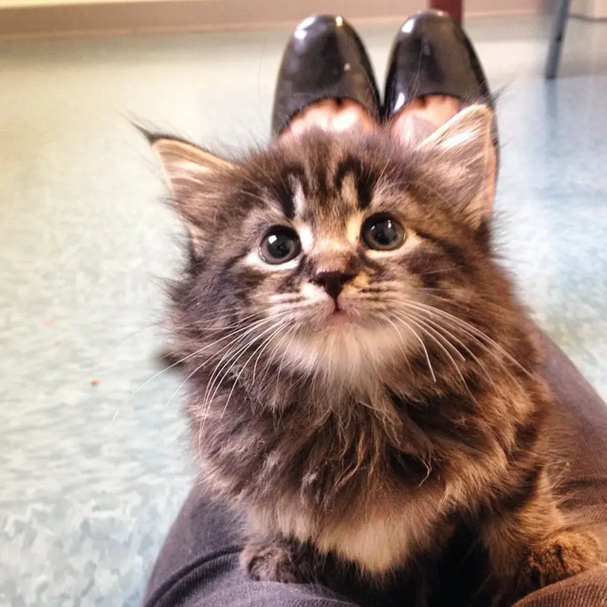 Hayatını kedileri kurtarmaya adadı 35