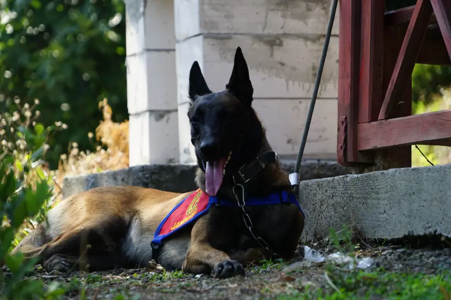 Kadavra köpekleri su altında sekiz ceset buldu 
