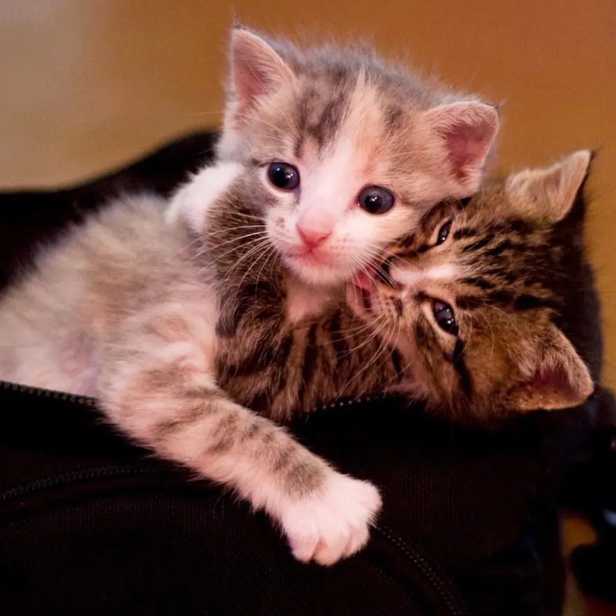 Hayatını kedileri kurtarmaya adadı 134