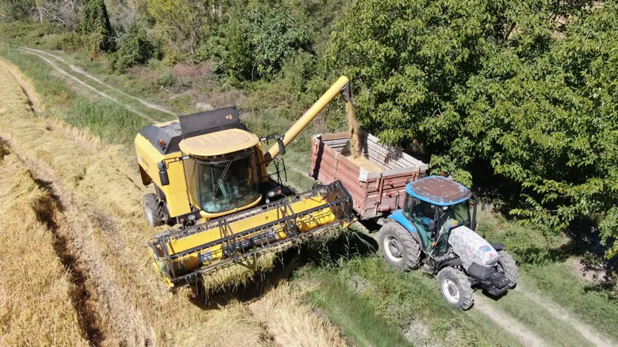 220 TL'den satılıyor: 10 bin dekar alana ekilmişti, hasat başladı 5