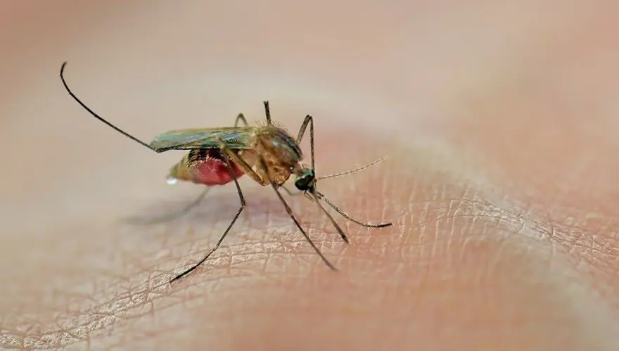 SİVRİSİNEK BAŞINA ÖDÜL 1