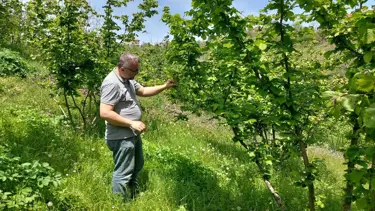 Zonguldak'ta zirai don ve hastalık kontrolleri sürüyor
