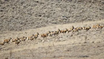 Serengeti değil Konya Ovası. Anadolu'nun yaban koyunları yok olmaktan kurtuldu