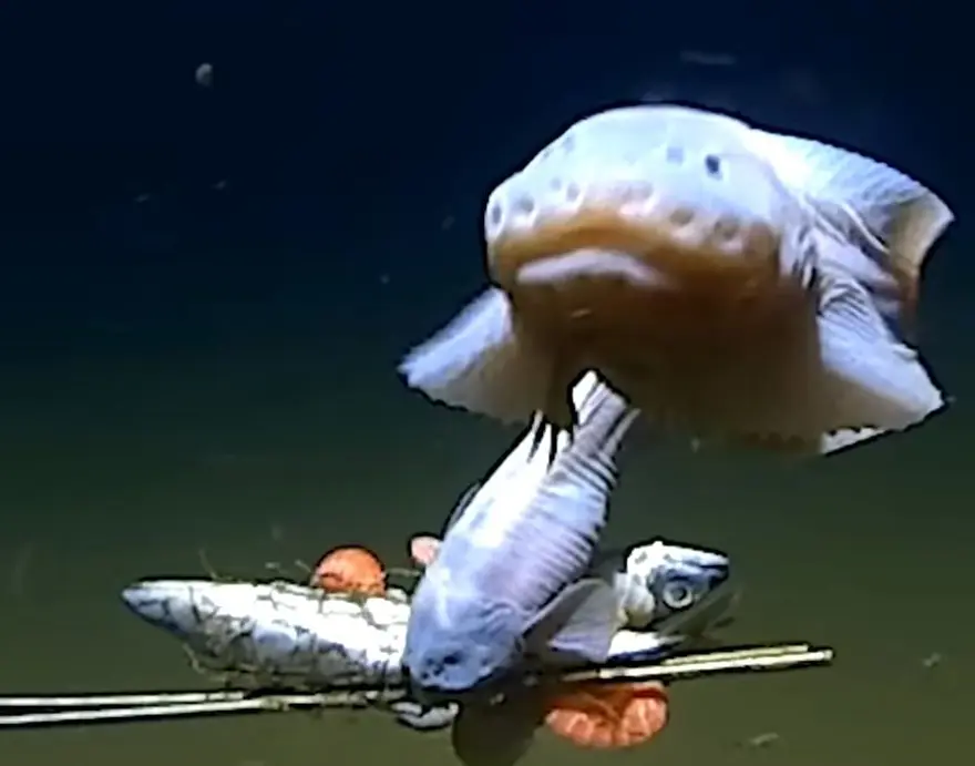 Okyanusun en derin noktasında yaşayabilen bir balık keşfedildi 3