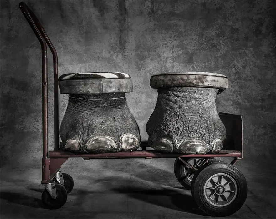 2017 BigPicture Vahşi Yaşam Fotoğraf Yarışması'nın kazananları belli oldu 1