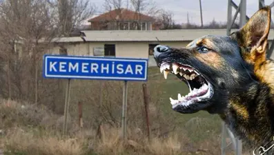 Niğde'de sokak köpeği bir kişiyi ısırdı: Beldede kuduz karantinası başlatıldı