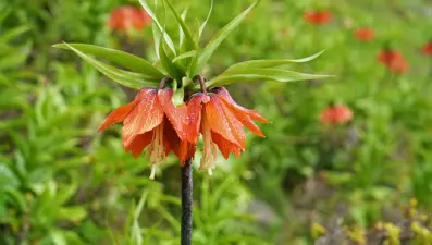 500 kilometre yol geldiler ama dokunamadılar: Sadece 20 gün canlı kalıyor