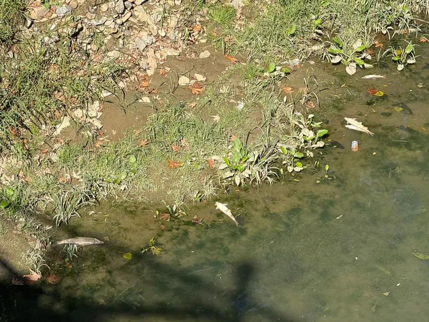 Bartın Irmağı'nda balık ölümleri 1