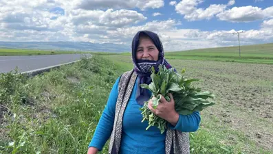 Bahar aylarında kendiliğinden yetişiyor: Şifa kaynağı "evelik