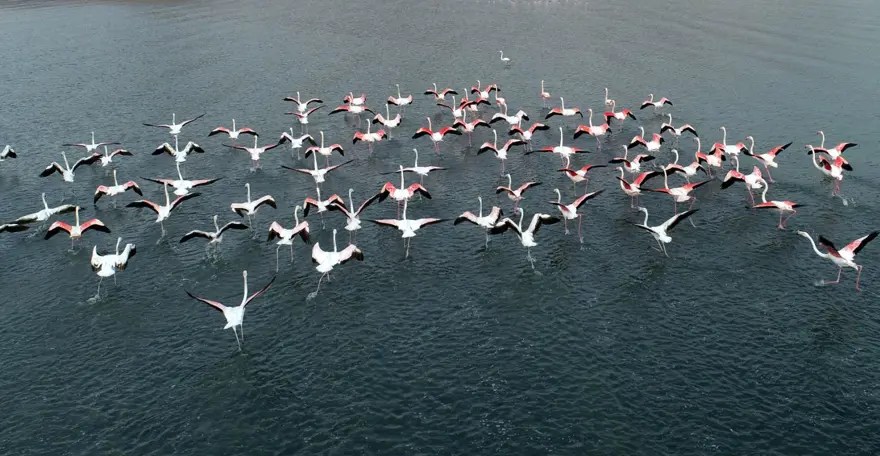 Erçek Gölü'nde flamingo bereketi 9