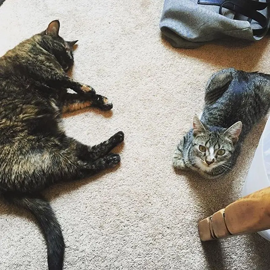 Hayatını kedileri kurtarmaya adadı 311