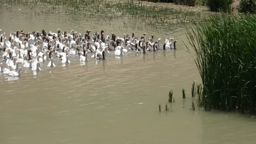 Fransa'dan getirdiği yumurtalarla çiftlik kurdu (Talebe yetişemiyor) 9