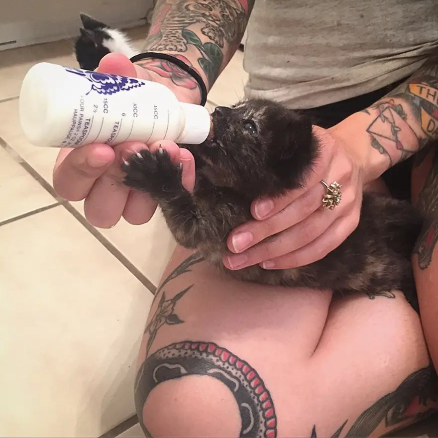 Hayatını kedileri kurtarmaya adadı 213