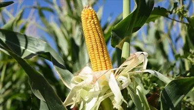 Mısır ithalatı için yeni karar