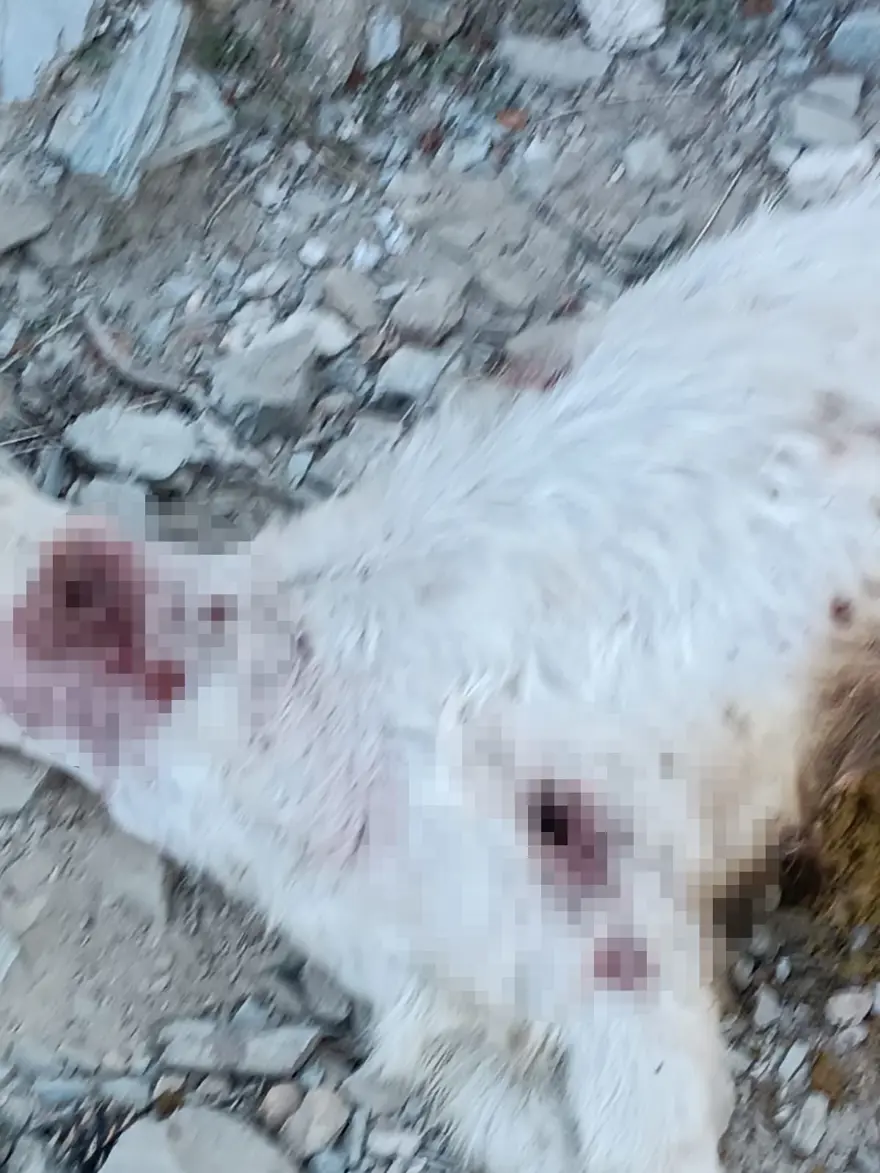 "RESMEN KATLİAM YAPMIŞLAR" 3 "RESMEN KATLİAM YAPMIŞLAR" 3