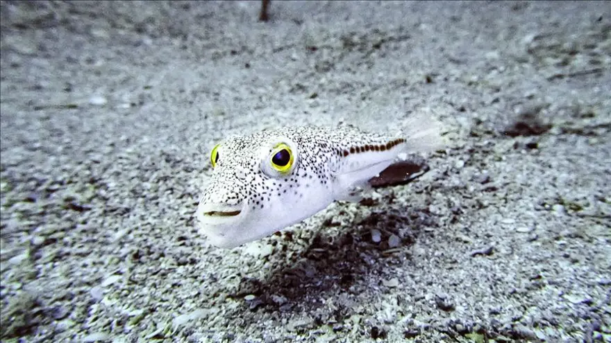 Balon balığı yiyen 3 kişi zehirlendi 6