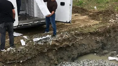 Sinop'ta 5 ton balık imha edildi