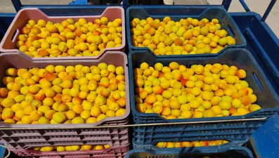 İlk hasat yapıldı: 500 TL'den alıcı buldu