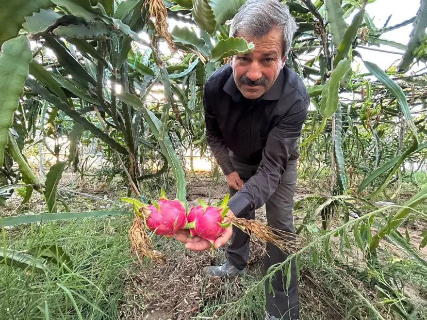 "BAKIMI DOMATES, BİBER GİBİ" 4 "BAKIMI DOMATES, BİBER GİBİ" 4