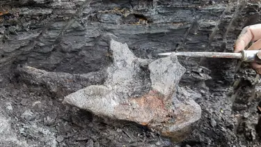 Dev yunusa ait 16 milyon yıllık kafatası bulundu | "Türünün ilk örneği"