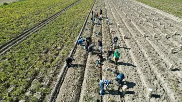 Kış sofralarının vazgeçilmezi: Hasadı başladı