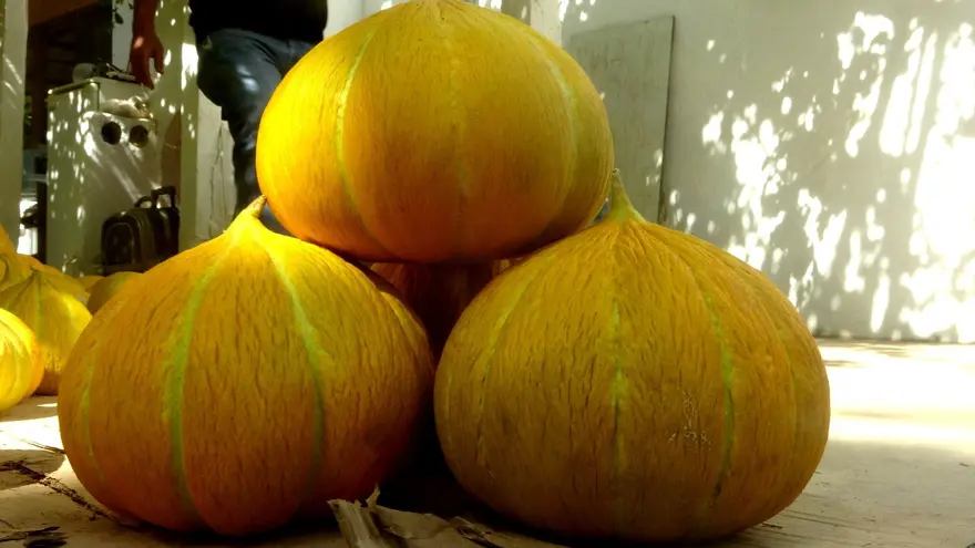 Ata tohumundan gelen miras: "Yayla Kavunu" için hasat 4