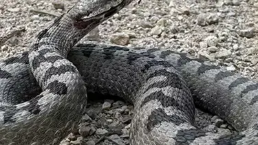 Bolu'da dünyanın en zehirli yılanı görüldü! Nesli tehlike altında