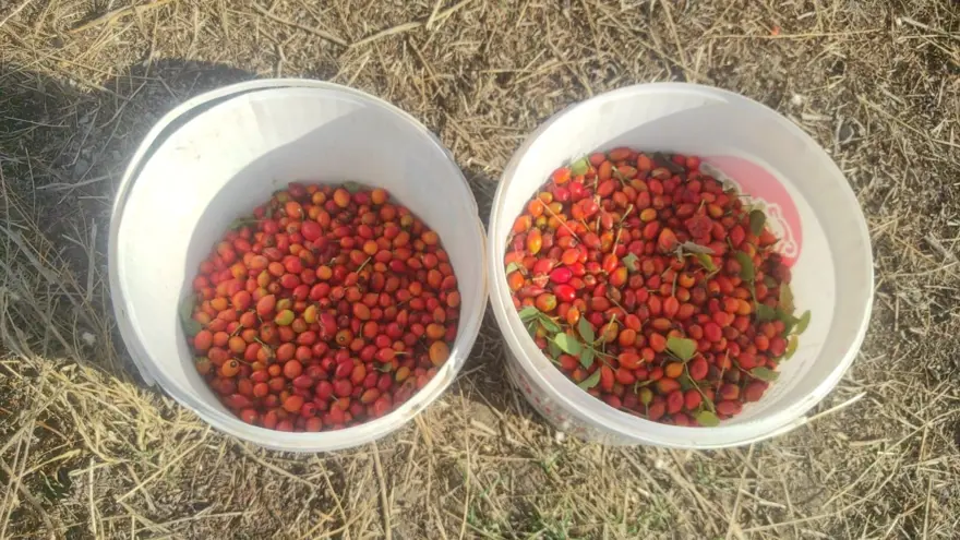 Doğadan toplaması çok zahmetli: C vitamini deposu, kışın vazgeçilmezi 1 Doğadan toplaması çok zahmetli: C vitamini deposu, kışın vazgeçilmezi 1