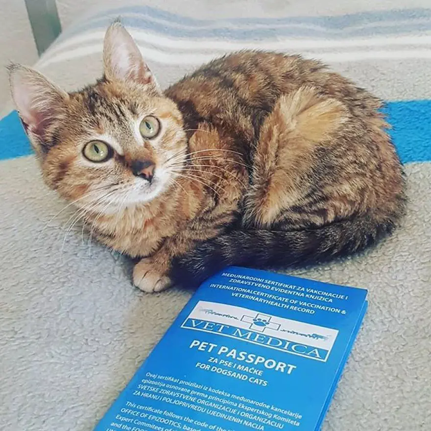 Yolda bulduğu kediyle dünya turu yaptı 4