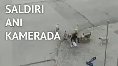 Köpeklerin saldırdığı liseliyi güvenlik görevlisi kurtardı