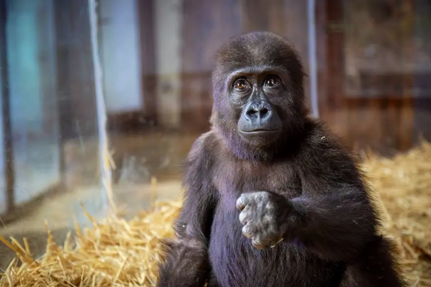 Yavru gorilin adı neolacak? Bakanlık anket başlattı: Dört seçenek var 