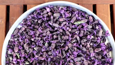 Suyunu kaynatıp içmek bile yetiyor! ''Hekimlerin Piri'' önerdi: Tek başına ecza deposu