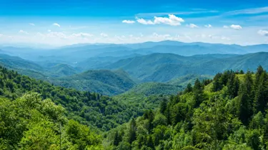 İzinsiz ağaç kesenlere binlerce lira ceza