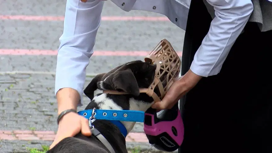 İstanbul'da barınaklar Pitbull ile doldu 