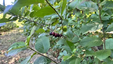 Avustralya'da çalıştı, emekli olunca köyüne döndü: "Süper meyve" yetiştirmeye başladı